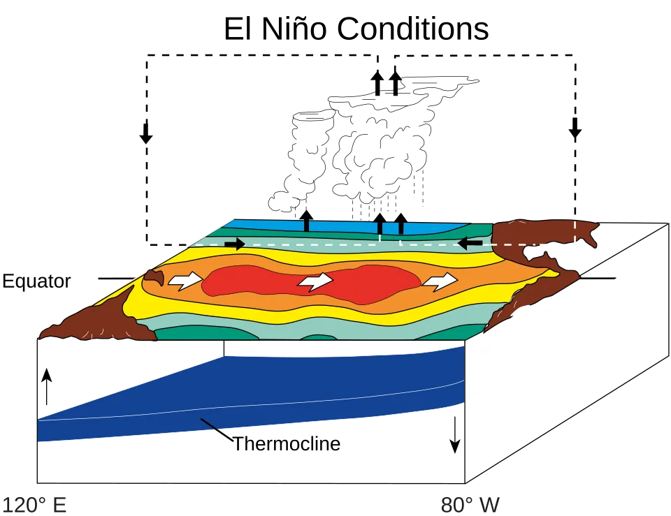 Diagram contrasting neutral Walker circulation with El Niño conditions in the tropical Pacific